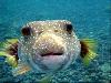 10 Most Poisonous Animals in The World