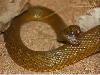 10 Most Poisonous Animals in The World