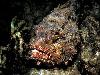 10 Most Poisonous Animals in The World