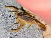 10 Most Poisonous Animals in The World