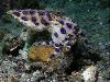 10 Most Poisonous Animals in The World