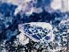 10 Most Poisonous Animals in The World