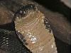 10 Most Poisonous Animals in The World