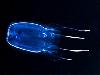 10 Most Poisonous Animals in The World