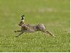 10 Fastest Mammals of Our Planet