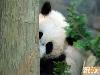 Panda Therapy - Panda Therapy Pictures, Panda Therapy For Stress Relief