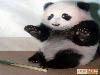 Panda Therapy - Panda Therapy Pictures, Panda Therapy For Stress Relief