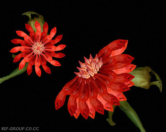 Human Flowers