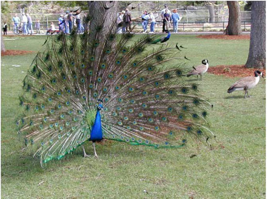 Our India Amazing