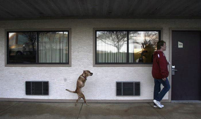 The World United Learn From the Dog
