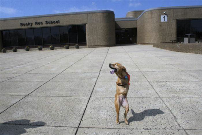 The World United Learn From the Dog