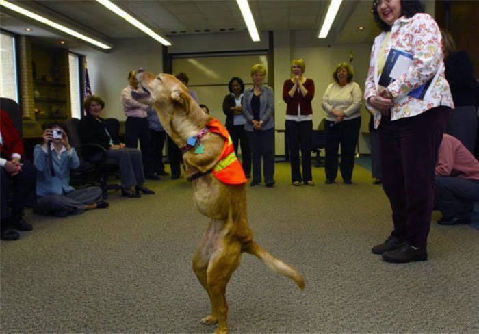 The World United Learn From the Dog