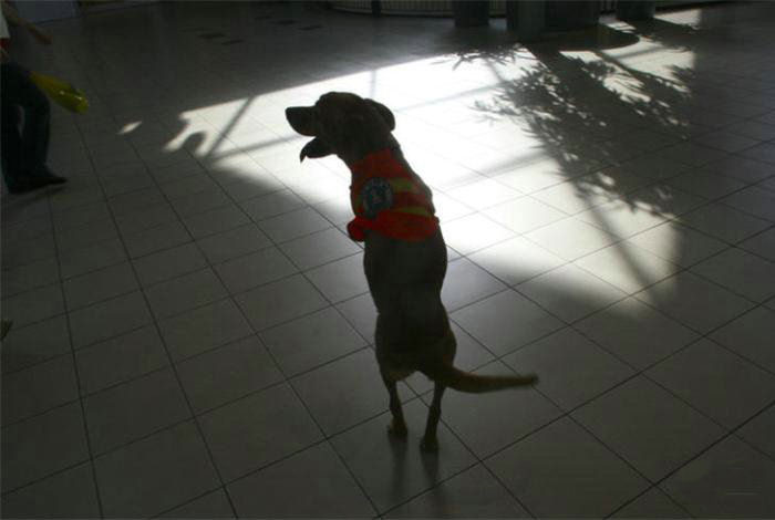 The World United Learn From the Dog