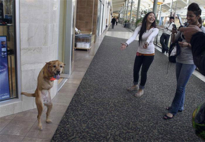 The World United Learn From the Dog