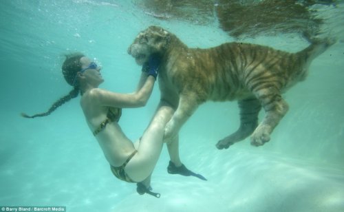 Swimming with Tigers
