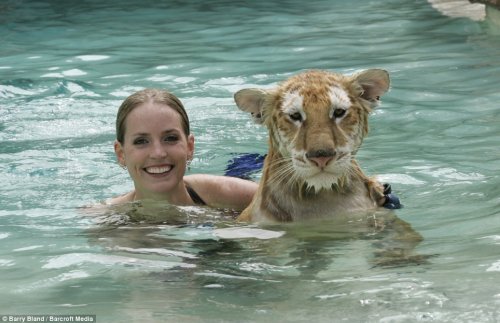 Swimming with Tigers