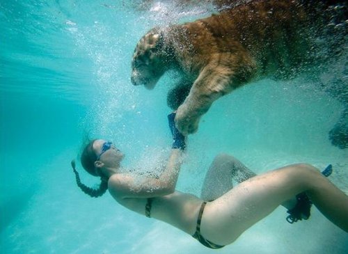 Swimming with Tigers