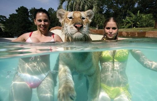 Swimming with Tigers