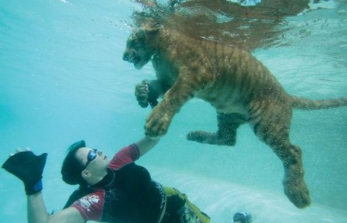 Swimming with Tigers