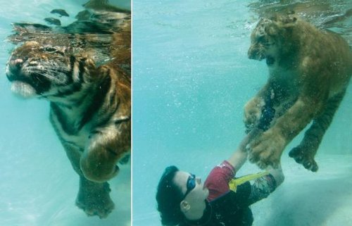 Swimming with Tigers