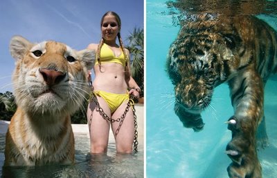Swimming with Tigers