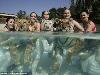 Swimming with Tigers