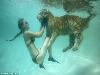 Swimming with Tigers