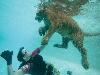 Swimming with Tigers