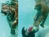 Swimming with Tigers