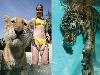 Swimming with Tigers