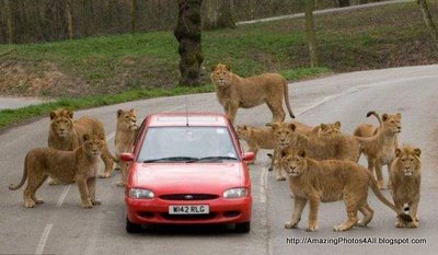 Security Protections Do Not Drive Alone