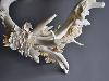 Artist Sculpts Animal Bones Into Delicate Works Of Art