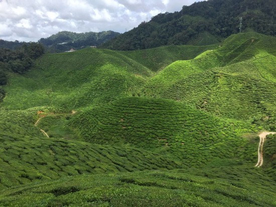 Things to do in and around Cameron Highlands, Malaysia