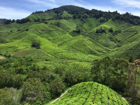 Things to do in and around Cameron Highlands, Malaysia