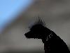 The World�s Ugliest Dog Competition