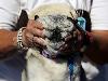 The World�s Ugliest Dog Competition