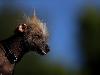 The World�s Ugliest Dog Competition