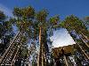 Top 9 Beautiful Treehouses in the world