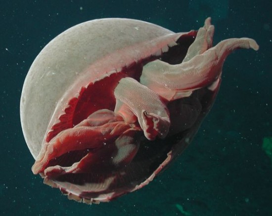 19 Creepy Things Discovered Lying In The Ocean