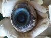 19 Creepy Things Discovered Lying In The Ocean