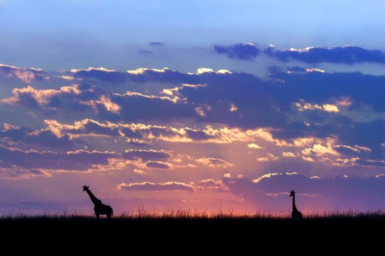 Giraffes at sunset