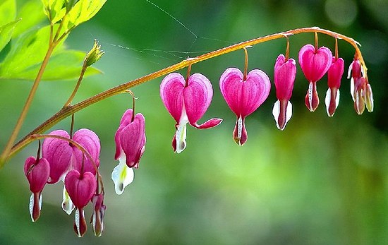 10 Most Beautiful Flowers in The World