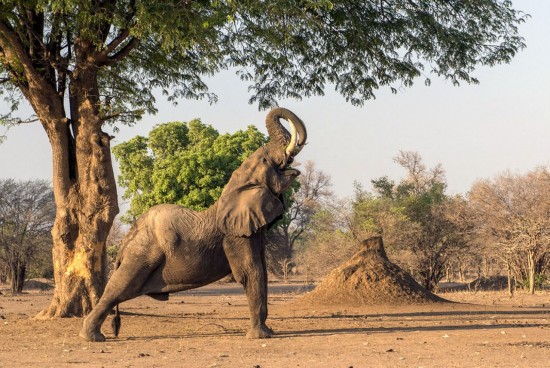 Elephant does yoga