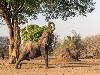 Elephant does yoga
