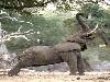 Elephant does yoga