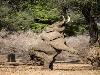 Elephant does yoga