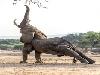 Elephant does yoga