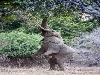 Elephant does yoga