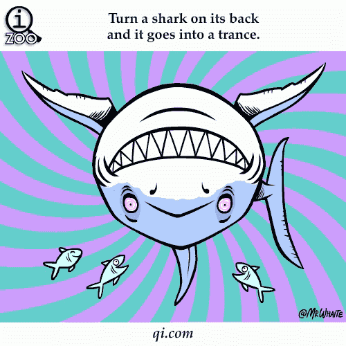 Animal Facts in Funny Animations