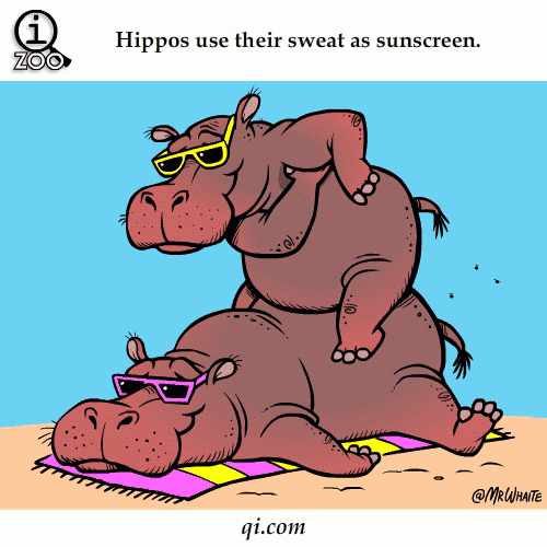 Animal Facts in Funny Animations
